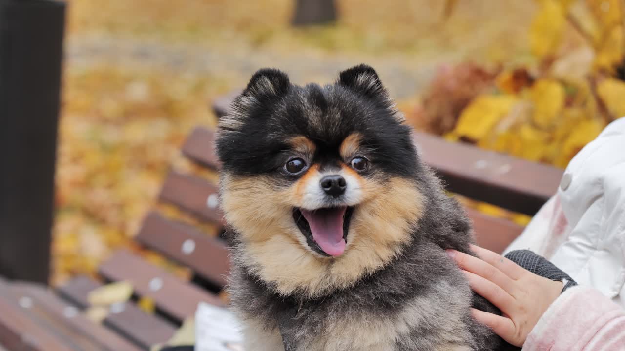 Cute Pomeranian dog yawning widely on owner's lap - cozy autumn day in the park