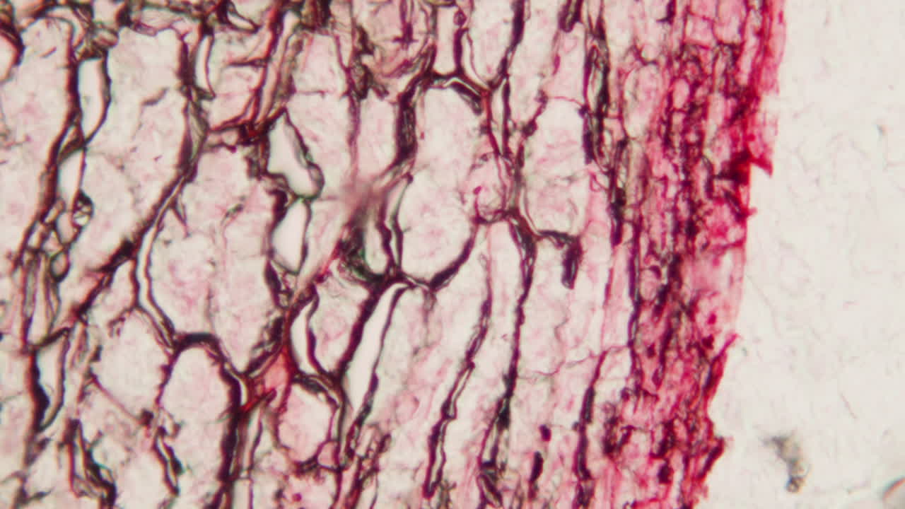 Vista microscópica de tejido biológico y estructura celular