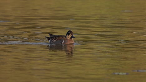 baikal teal sibirionetta formosa moving in lake