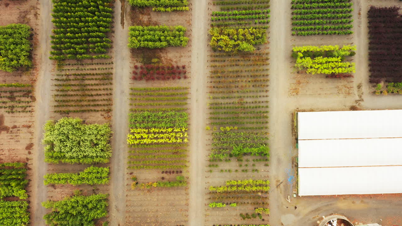 perspectiva aérea moviéndose por encima de grupos de variedades de árboles en la granja de árboles