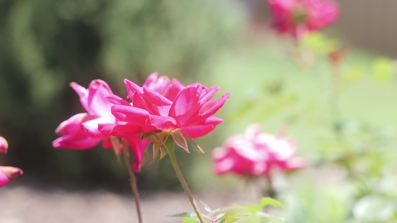 Red roses blowing in the breeze, slow motion