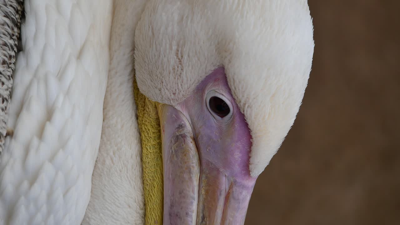 大きな白いペリカンのクローズアップ