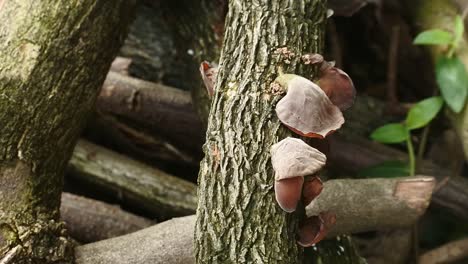 ear-fungus-sticks-to-rotten-trees