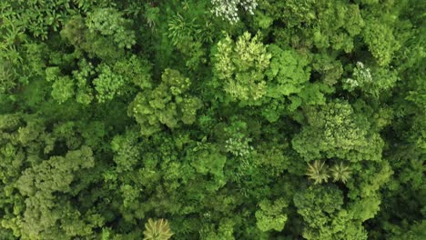 Top-down-drone-view-of-the-lush-tropical-forest-in-Guadeloupe,-with-trees-swaying-in-the-wind-under-sunlight