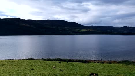 dolly adelante mostrando loch ness con ovejas en primer plano, tierras altas escocesas