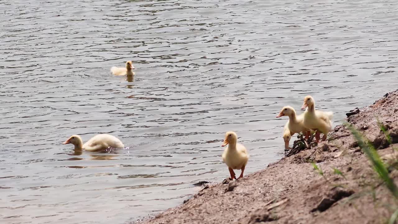 Anatre che nuotano e camminano lungo la riva di un fiume