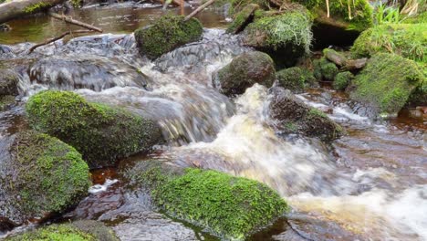 Waldlandschaft