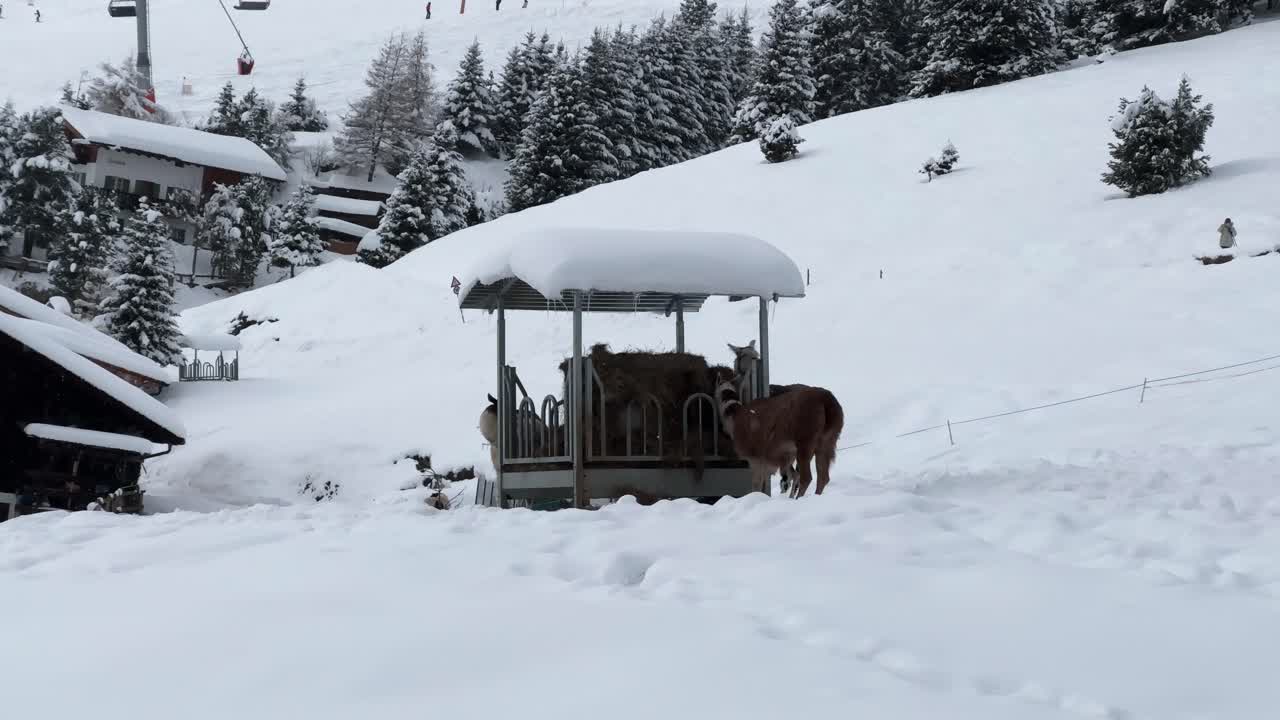las llamas se reúnen bajo un refugio cubierto de nieve en un paisaje alpino nevado