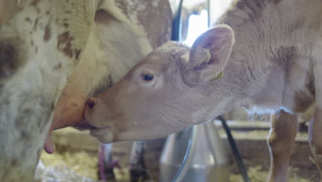 the calf drinking its mothers nutritious milk for breakfast, dalarna, sweden