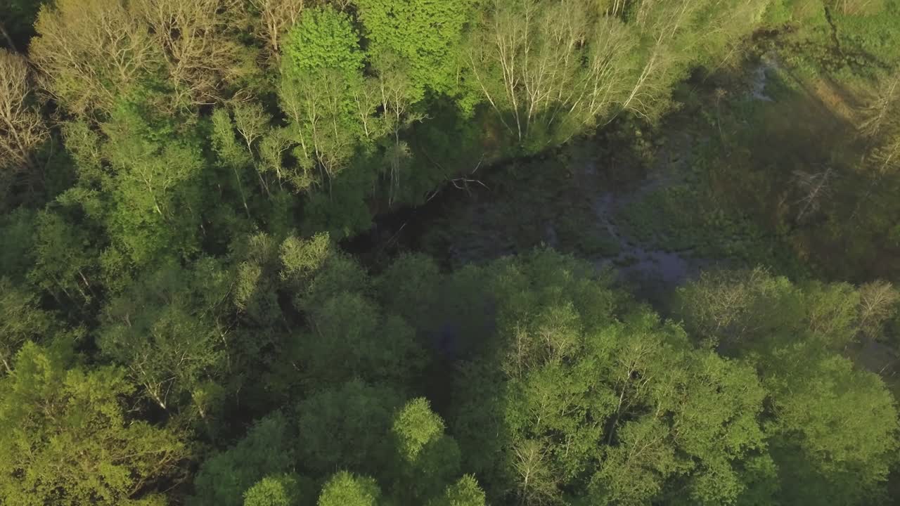 estrecho arroyo cubierto de árboles y arbustos una soleada mañana de verano