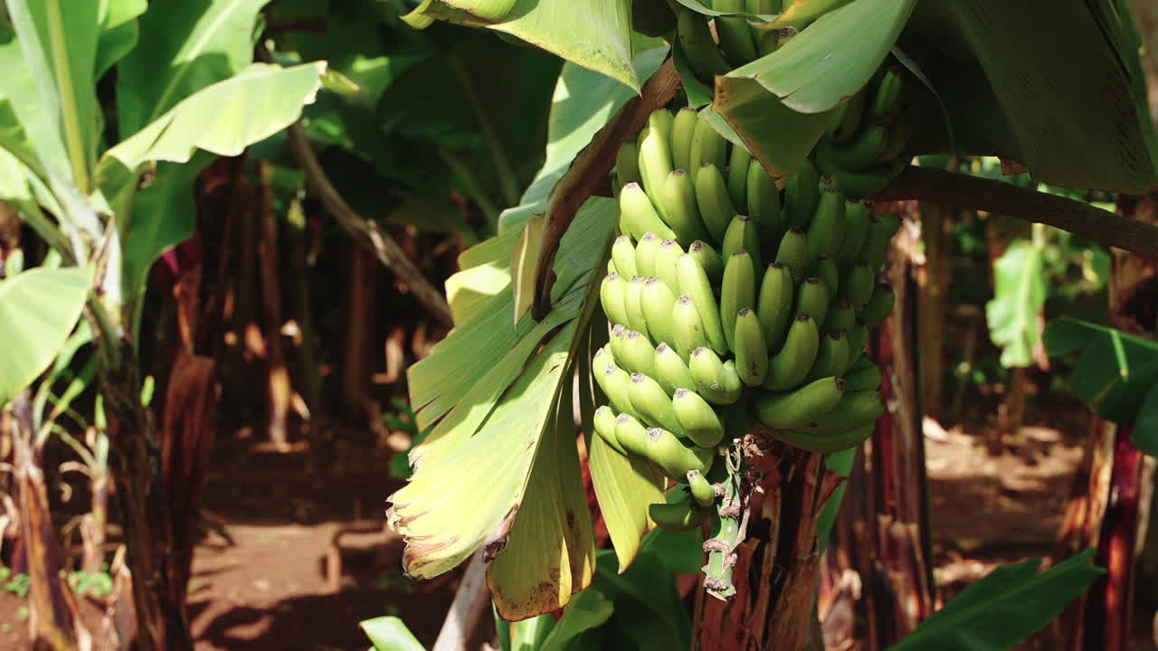 plátanos verdes en una planta