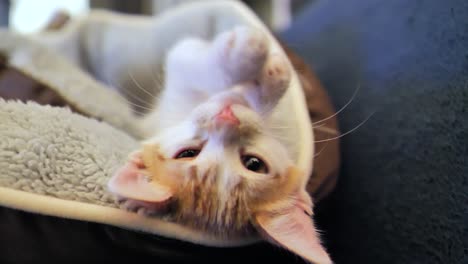 Close-up-shot-of-cute-baby-cat-lying-on-back-and-licking-paws-at-home-on-couch