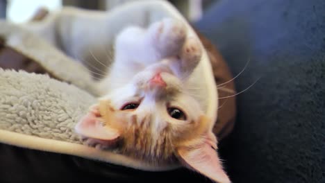 close up shot of cute baby cat lying on back and licking paws at home on couch