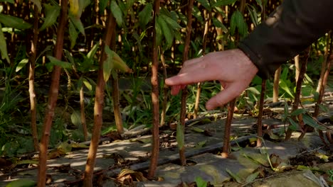 el botánico muestra las plantas de los árboles de cerca