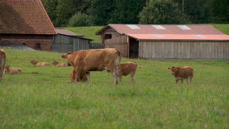 dairy cows in the meadow while chewing grass in a pasture land near countryside of zielenica, poland
