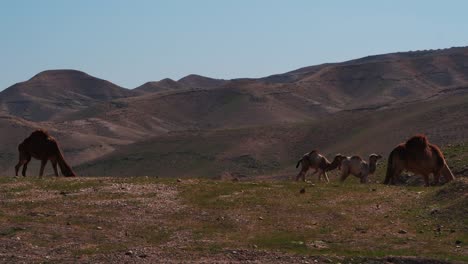 Toma-De-Una-Familia-De-Camellos-Caminando-En-El-Desierto-De-Judea,-Nabi-Musa-Con-Montañas-En-El-Fondo,-Israel,-Cámara-Lenta,-Full-Hd