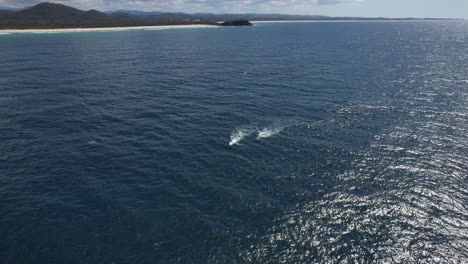 two humpback whales swimming on the ocean near norries head, nsw, australia - aerial shot