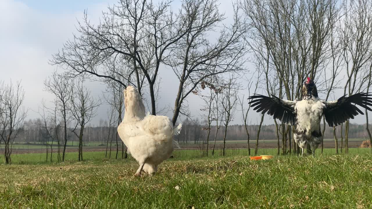brote establecido de la raza araucana de pollo doméstico que camina en hierba verde
