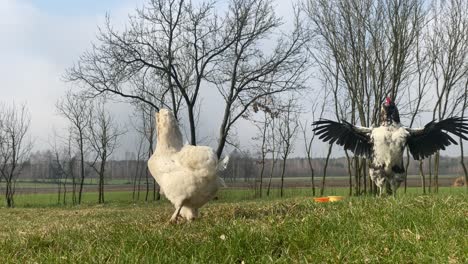 established-shoot-of-Araucana-breed-of-domestic-chicken-walking-on-green-grass