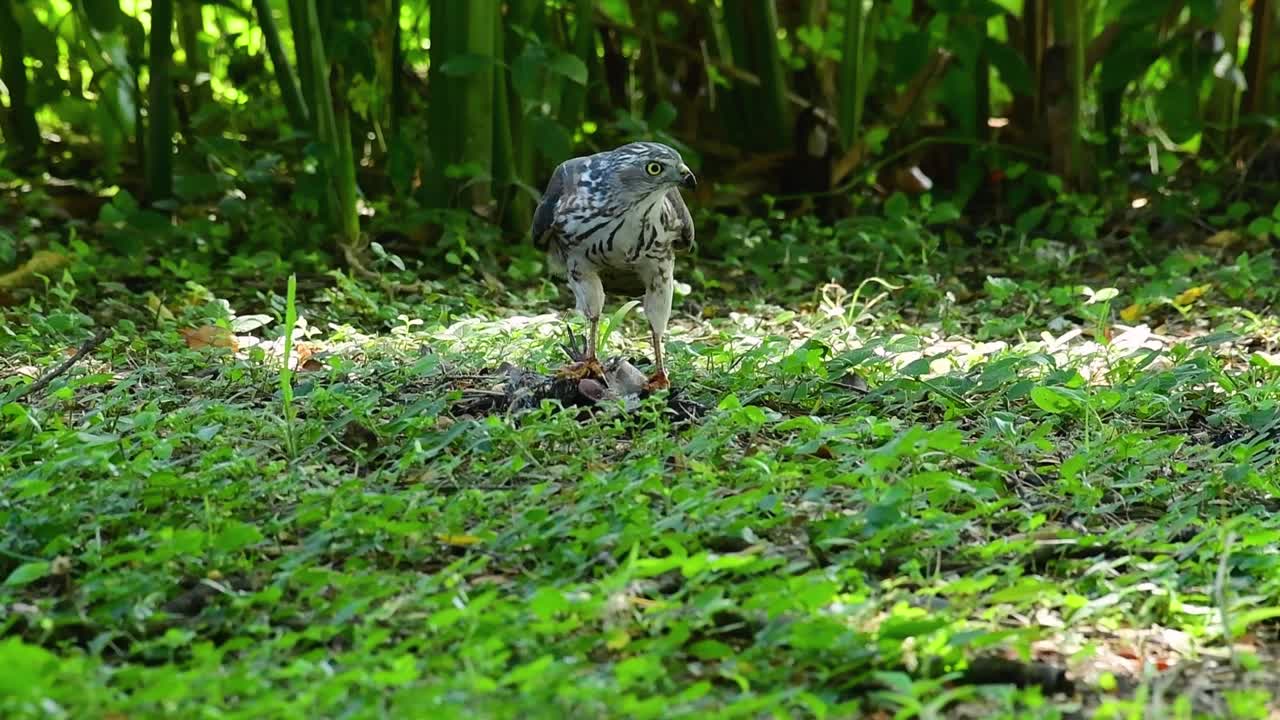 shikra alimentándose de otro pájaro en el suelo, esta ave de rapiña atrapó un pájaro para desayunar y estaba ocupado comiendo, luego se asustó y se fue