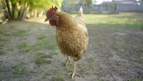 pollo marrón mirando curioso a la cámara y alejándose fuera del cuadro a la izquierda