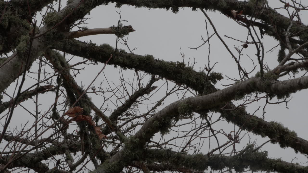 primer plano de árboles casi en la oscuridad