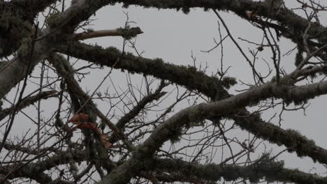 close up shot of trees almost in darkness
