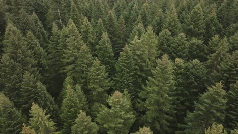 aerial of a fir tree forest