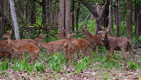 The-Eld's-Deer-is-an-Endangered-species-due-to-habitat-loss-and-hunting