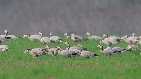 the flock of bar headed goose grazing in morning