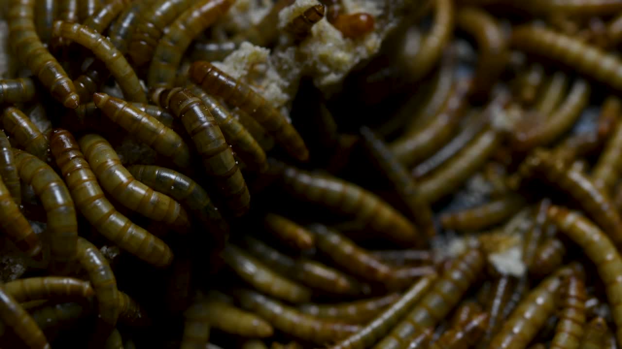 el gusano de la harina es una especie de escarabajo oscuro que se usa para alimentar mascotas como peces, serpientes, pájaros y ranas