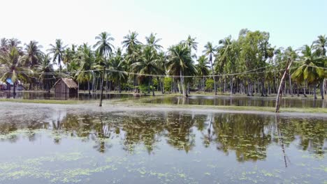 palm trees with reflection in pondicherry