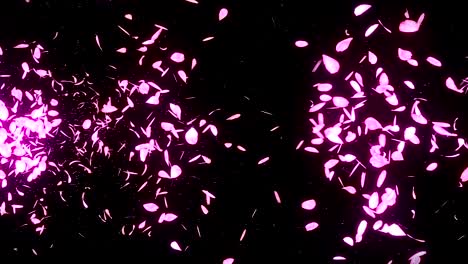 los pétalos de los cerezos en flor cayendo sobre un fondo negro, animación de brillo en bucle,
