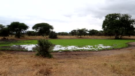 Establecedor-De-Pantano-Con-Nenúfares-Verdes-En-El-Parque-Nacional-Tarangire