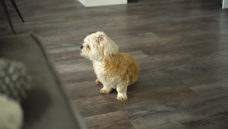 el perro blanco shih tzu boomer se sienta en el suelo, mira hacia la cámara