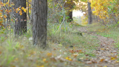 Waldweg-Im-Herbst-In-Matarnia-In-Polen