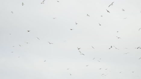 Flock-of-seagulls-flying-in-the-sky-during-a-sunny-day-background