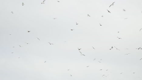bandada de gaviotas volando en el cielo durante un fondo de día soleado