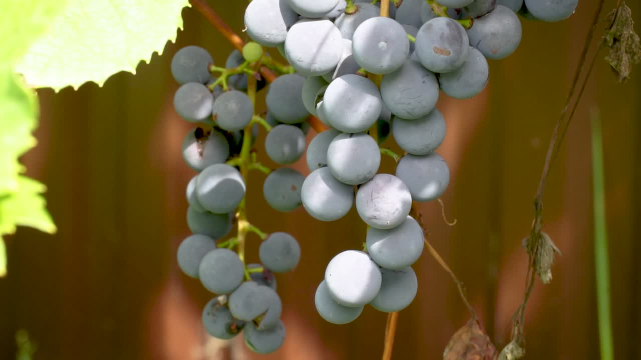 포도나무에 매달린 익은 포도의 클로즈업 영상, 농업 또는 자연 테마에 완벽합니다.