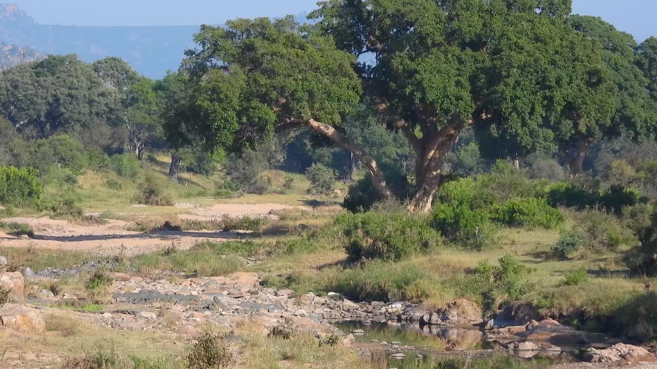 Solitary tree standing on rocky terrain with some flying wild birds in rural landscape, Kruger National Park, South Africa.