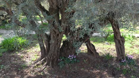 ancient olive tree in the garden of gethsemane on mount scopus in israel