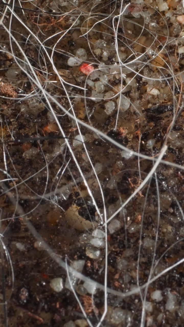 Swampy area of edge of lake with little vegetation. Soil covered with small pebbles with layer of clear water. Border of terrestrial and aquatic ecosystems
