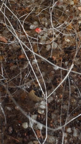 swampy area of edge of lake with little vegetation. soil covered with small pebbles with layer of clear water. border of terrestrial and aquatic ecosystems