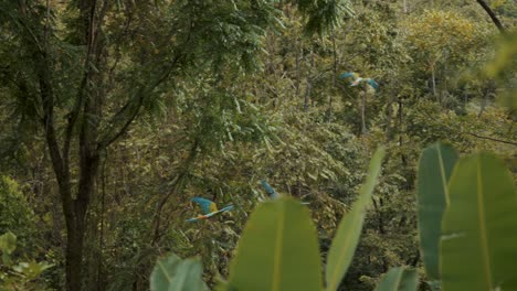 A-flock-of-Great-green-macaw-flying