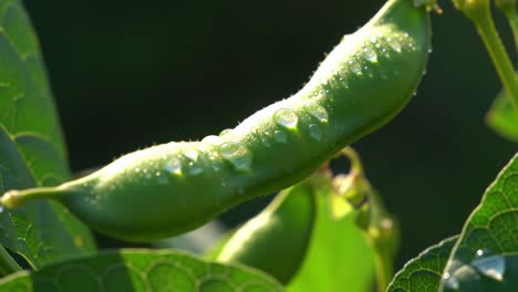 fresh green peas on a plant with morning dew: a close-up visual journey into the lushness of nature with glimmering drops highlighting their vibrancy