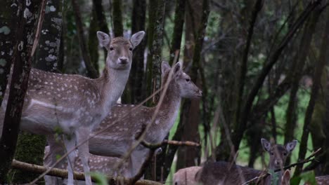 Herde-Vorsichtiger-Brauner-Und-Weiß-Gefleckter-Hirsche-Mit-Ohren,-Die-Sich-Unter-Bäumen-Im-Waldwaldpark-Verstecken