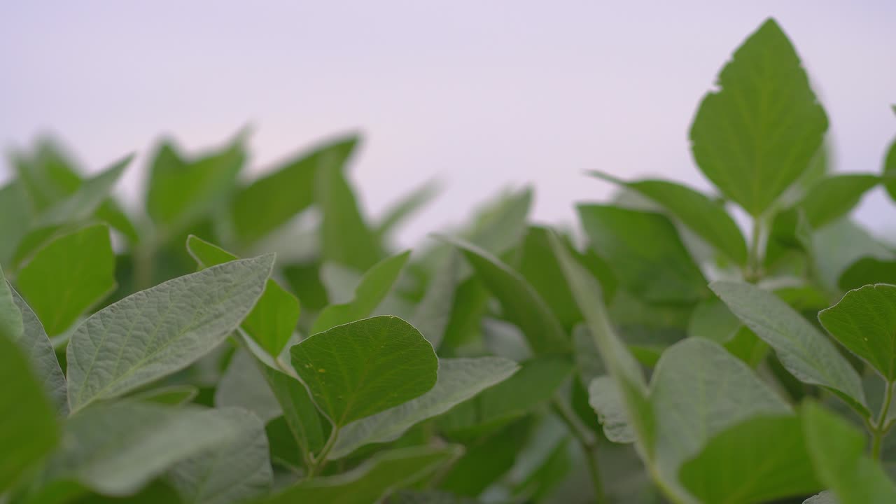 Ground-level closeup pf green soybean leaves.