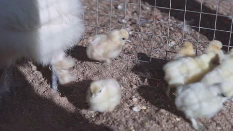 chicken and chicks walking around in their cage, handheld shot