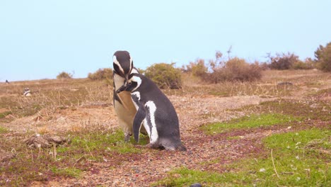 Männlicher-Magellanpinguin-Versucht,-Ein-Weibchen-In-Der-Nähe-Des-Nistlochs-Mitten-In-Der-Kolonie-Zu-Umwerben