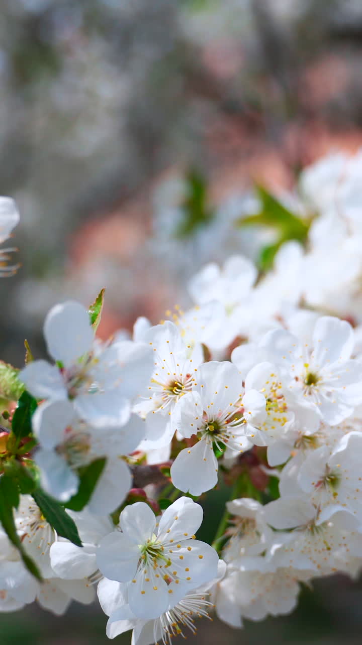 Branch of a blooming tree in spring. Flowering branches of an apple tree sway easily in the wind on a sunny day. Close-up. Vertical video